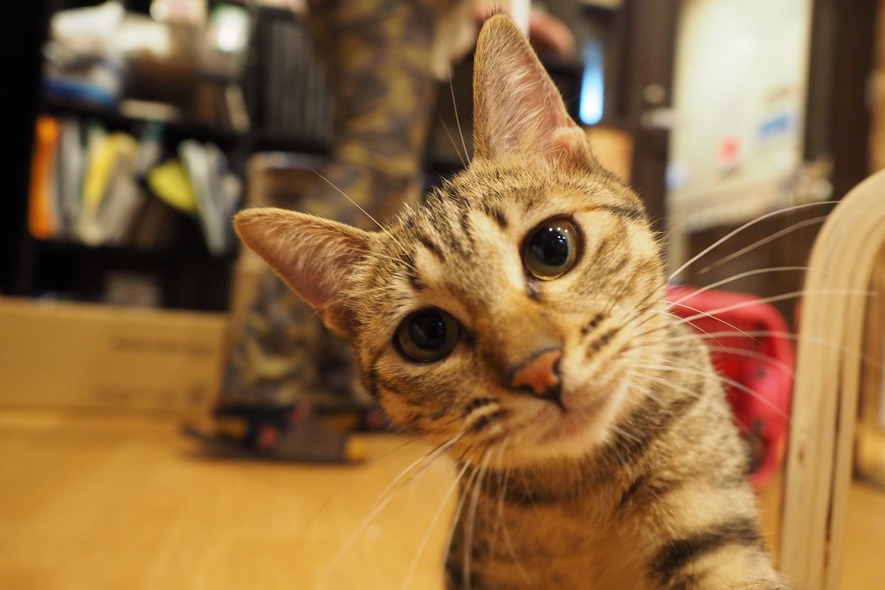 Nekokura Hostel Fukuoka  Luaran gambar