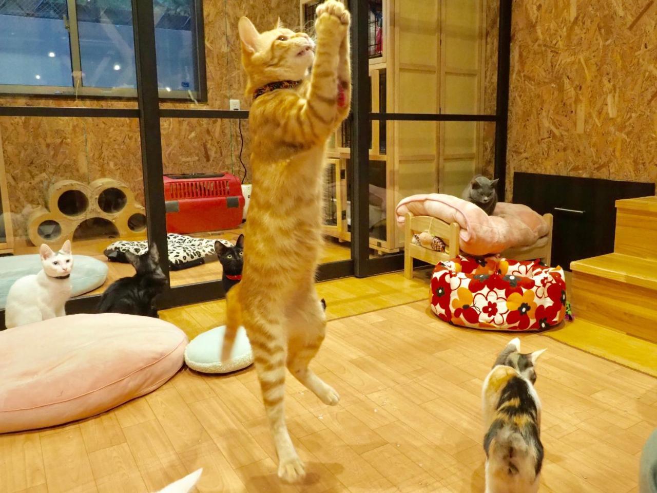 Nekokura Hostel Fukuoka  Luaran gambar